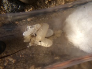 10.3 (1).JPG (1.45 MiB) 1455 mal betrachtet Hier ist die große Larve, die die Kolonie zu Beginn der Auswinterung hatte, bereits eine Nacktpuppe. Während die kleinen Larven sich verpuppt haben.