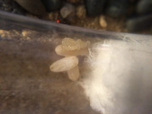 IMG_1937.JPG (1.11 MiB) 1455 mal betrachtet So sieht es jetzt aus. Wie auf dem Bild zu erkennen ist, fehlt die Nacktpuppe, die glaube ich wieder gefressen wurde. Warum die Ameisen das tun weiß ich nicht. Füttern tue ich eigentlich genug. Der kleine Rote Punkt im Hintergrund ist das Auge einer Obstfliege.