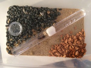 IMG_1997.JPG (1.46 MiB) 1455 mal betrachtet Das gesamte Setup der Kolonie. So sieht es ungefähr auch bei den Crematogaster aus.