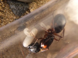 IMG_0117.JPG (1.6 MiB) 1455 mal betrachtet Es handelt sich um die kleine Larve, die auf der Puppe liegt.