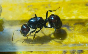 Messor barbarus Gründerkönigin.jpg