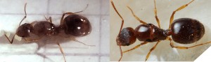 Aphaenogaster Vergl. .jpg