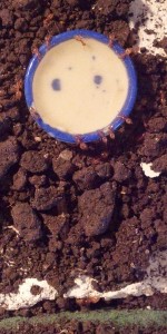 biroi8 (2).jpg (766.17 KiB) 16545 mal betrachtet Ich habe mal ihren Eingang freigelegt und herausgefunden, dass sie sich hinter/in dem Steckmoos versteckt haben