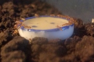 biroi8 (1).jpg (320.32 KiB) 16645 mal betrachtet Am Honig-Zucker-Wasser-Napf