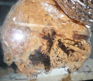 schmidti8 (2).JPG (1.15 MiB) 16545 mal betrachtet Und die Königin zeigt sich auch immer noch nicht...