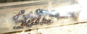 ligniperda8.JPG (220.71 KiB) 17141 mal betrachtet Noch sind sie aber im langsam zu eng werdenden RG