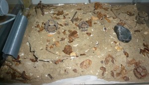 ligniperda8 (2).JPG (1.29 MiB) 16575 mal betrachtet Ich bin mit der Zusammensetzung des Bodengrunds noch nicht 100%ig zufrieden