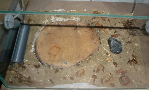 ligniperda8 (1).JPG (998.06 KiB) 16538 mal betrachtet Ein bisschen hab ich vorgearbeitet, den Rest mĂŒssen sie selber machen.