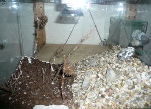 lateralis8.JPG (1.45 MiB) 16545 mal betrachtet Links Wald, rechts Berg. Oder so