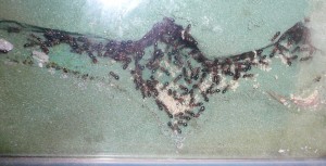 lateralis8 (2).JPG (886.74 KiB) 16575 mal betrachtet Low-Quality-Impressionen aus dem Nest