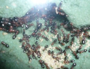 lateralis8 (1).JPG (592.04 KiB) 16545 mal betrachtet Auch die Gyne lÀsst sich ablichten