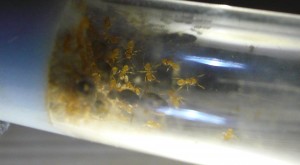 flavus8 (2).JPG (262.56 KiB) 16575 mal betrachtet Hier sind sie