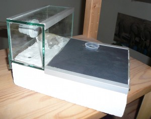 flavus8 (1).JPG (833.85 KiB) 16545 mal betrachtet Das Loch im Gips ist der Nesteingang, der Stein ein Griff