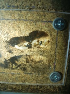 IMG-20180403-WA0006.jpg