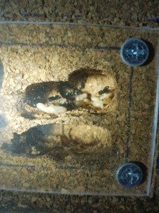 IMG-20180403-WA0008.jpg