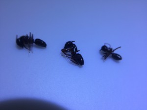 IMG_4698.JPG