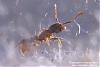 Tetramorium-3-(800x533)+C.jpg