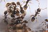 Tetramorium-6-(800x533)+C.jpg