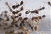 Tetramorium-7-(800x533)+C.jpg