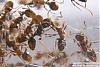 Tetramorium-8-(800x533)+C.jpg