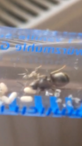 F52042A5-4282-48AE-ACD7-F49E91113459.png (1 MiB) 3181 mal betrachtet F52042A5-4282-48AE-ACD7-F49E91113459.png