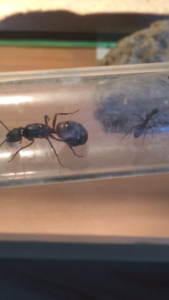 8D55B40C-C4E6-4C58-9E22-38FCB9726EC0.png (780.57 KiB) 3182 mal betrachtet 8D55B40C-C4E6-4C58-9E22-38FCB9726EC0.png