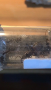 1017D6BB-BB70-4D55-B28D-1B4B6065960B.png (740.87 KiB) 3146 mal betrachtet 1017D6BB-BB70-4D55-B28D-1B4B6065960B.png