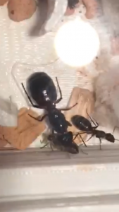 C31D0763-898B-42B4-9EB0-74D555F5B34F.png (880.64 KiB) 3182 mal betrachtet C31D0763-898B-42B4-9EB0-74D555F5B34F.png