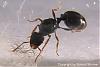 Tetramorium-Spec-A-(450x300)+C.jpg