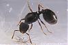 Tetramorium-Spec-B-(450x300)+C.jpg