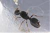 Tetramorium-Spec-D-(450x300)+C.jpg