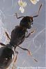 Tetramorium-Spec-F-(300x450)+C.jpg