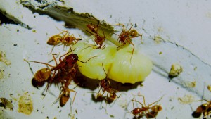 Camponotus spec _1.jpg