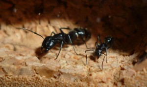 major+media.jpg (289.17 KiB) 2355 mal betrachtet Major- und Media von C. vagus