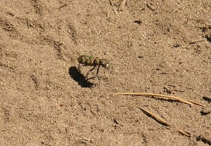 Hier ist gut zu erkennen, wie der Sandläufer seine Beine durchdrückt, um seinen Körper möglichst weit vom heißen Sand abzuheben.