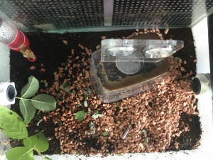Pilz/Nestbecken heute 20.05.2018 13:48 Uhr. Zu sehen ist eine menge an Granulat aber nicht geschuldet der hohen LF sondern wohl eher als Baumaterial. Bodengrund im Becken inst Pinienhumus. Der eigent sich wohl kaum zum bauen.