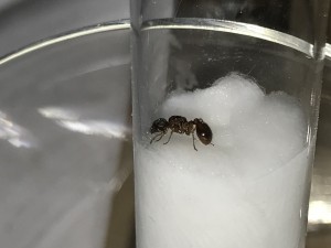 C7235329-783B-46E4-BA66-4E8355F27B62.jpeg (1.06 MiB) 1643 mal betrachtet C7235329-783B-46E4-BA66-4E8355F27B62.jpeg