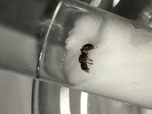 2F9D00BE-DA27-4755-AF79-9237EE8F15B3.jpeg (1.1 MiB) 1643 mal betrachtet 2F9D00BE-DA27-4755-AF79-9237EE8F15B3.jpeg