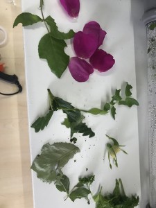 Blatt Reste der letzten 3 Tage heute habe ich neues Futter angeboten. Zusehen ist Wildrose , Rose ( keine Ahnung welche art genau ) Petersilie und Brombeerblätter, Sogar Buchs wird genommen hier aber nicht zu sehen weil der Stängel schon weg ist