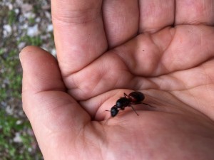 beeindruckend in Farbe und Größe