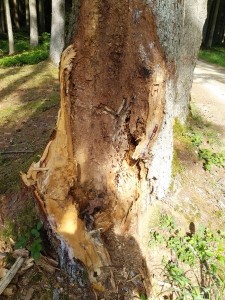 Camponotus-Nest-3.jpg