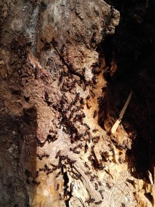 Camponotus-Nest-2.jpg