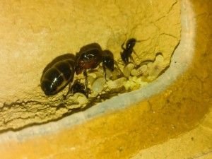 20180525_185509.jpg (1.46 MiB) 819 mal betrachtet Bis auf 2 Arbeiterinnen, alles auf einem Bild.