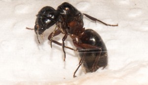 _DSC2032.jpg (187.5 KiB) 967 mal betrachtet _DSC2032.jpg