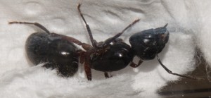 _DSC2036.jpg (204.38 KiB) 966 mal betrachtet _DSC2036.jpg