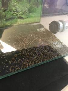 Das Müllbecken wird auch genutzt