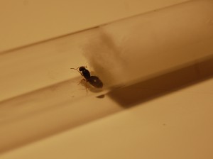 002.JPG (380.96 KiB) 3234 mal betrachtet 002.JPG