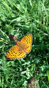 Großer Perlmuttfalter (Argynnis aglaja)