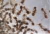 Tetramorium-12-(450x300)+C.jpg