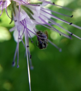 Kleine Wildbiene